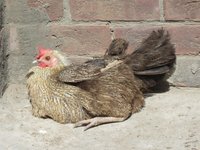 IMG_0356.jpg