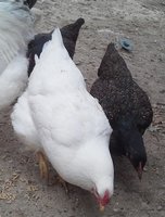 wolfae chickens 4 19 2018 2.jpg