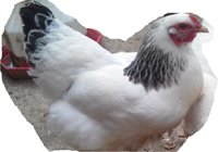 wolfae chickens 4 19 2018 3.jpg