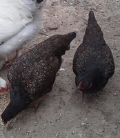 wolfae chickens 4 19 2018 4.jpg