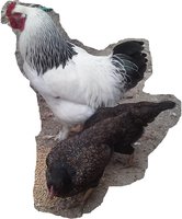 wolfae chickens 4 19 2018 5.jpg