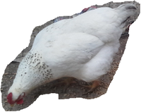 wolfae chickens 4 19 2018 6.png