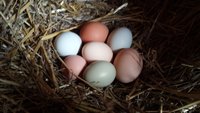 eggs.jpg