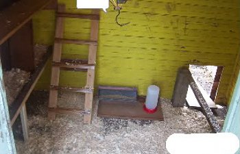 chickens2018-1.jpg chickens2018-1.jpg