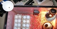 Homemade-Incubator-for-Eggs-Hatching-Technique-1.jpeg