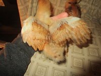 IMG_5926.JPG
