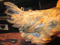 IMG_7118.JPG
