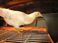 IMG_7111.JPG