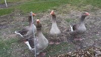 goosepic.jpg