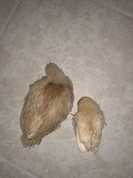 29011D2D-0884-4032-96C7-D42207DE4EED.jpeg