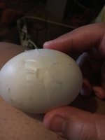 Urgent Incubating Duck Egg On Heating Pad Backyard Chickens Learn How To Raise Chickens