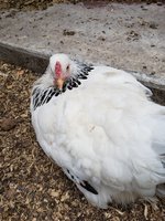 20180422_183157.jpg