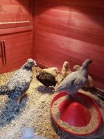 20180422_183355.jpg