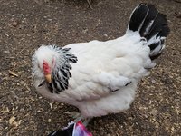 20180422_183316.jpg