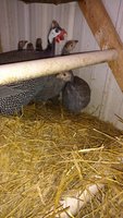 IMG_20180406_200347498.jpg