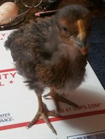 3WKS.Brownie.jpg