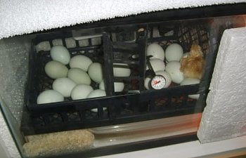 babychicks003.jpg