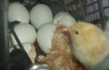 newchicks004.jpg