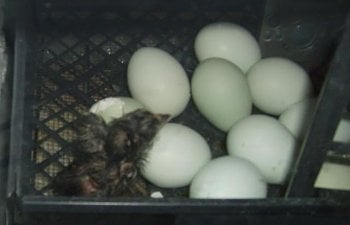 newchicks002.jpg newchicks002.jpg
