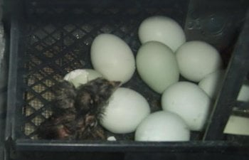 newchicks002.jpg