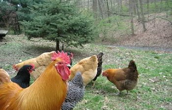 3_chickens_April_2010007.jpg 3_chickens_April_2010007.jpg