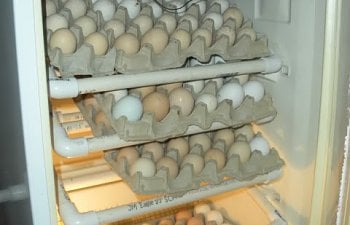 eggies004.jpg eggies004.jpg