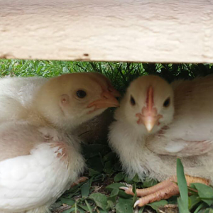 chicks.png chicks.png