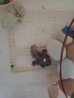 20180423_085322.jpg