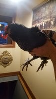 20180423_203301.jpg
