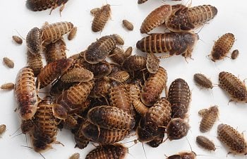 Raising Dubia Roaches for Your Chickens
