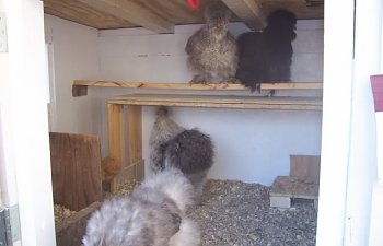 Silkie_Chalet_Friends_WP.jpg Silkie_Chalet_Friends_WP.jpg