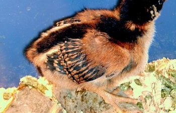 30473_barnie_female_chick.jpg 30473_barnie_female_chick.jpg