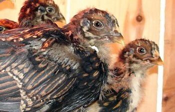 30473_chickens_578.jpg 30473_chickens_578.jpg