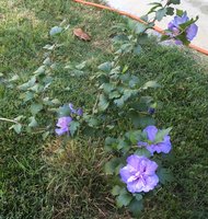 Rose of Sharon.jpg