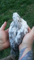 20180424_201025.jpg