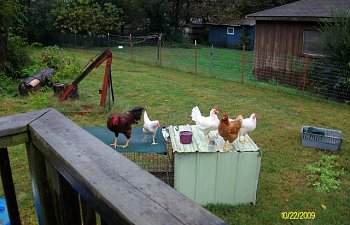 27985_bochicks2_014.jpg 27985_bochicks2_014.jpg