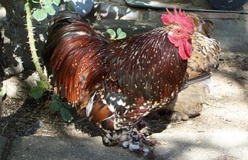 18946_hillary_-_pullet_004.jpg