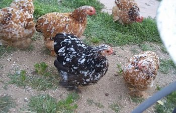 18946_f2_pullets_004.jpg