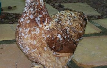 18946_hillary_-_pullet_007.jpg