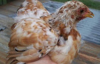 10091_wheaten_pullet.jpg