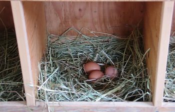 eggs.jpg eggs.jpg