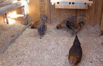 babychicks026.jpg