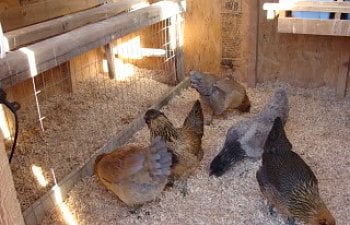 babychicks024.jpg