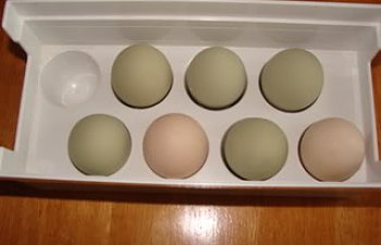 eggs004.jpg