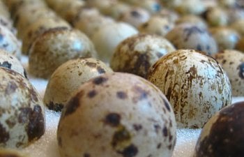 Coturnix Quail Education Time