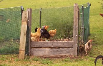 Chickens-2008Sep02_0.jpg