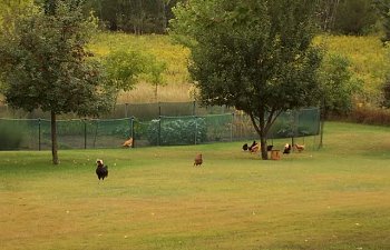 Chickens-2008Sep02_2.jpg