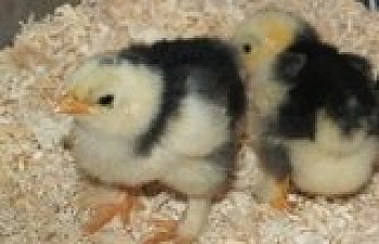 Bantam Mottled Cochins