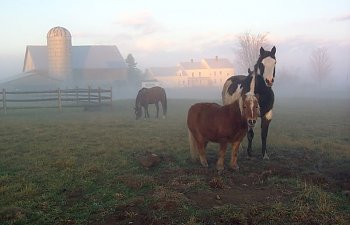 farmgirlsinthefog-1.jpg