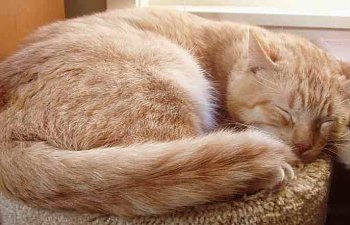 Cat_orange_tabby_ginger_tom_sleeping.jpg